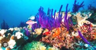 The War in the Persian Gulf Threatens Already Vulnerable marine Animals and Plants The War in the Persian Gulf Threatens Already Vulnerable marine Animals and Plants