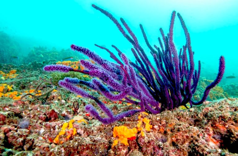 How the war in Iran could endanger one of Earth’s most unique ecosystems
